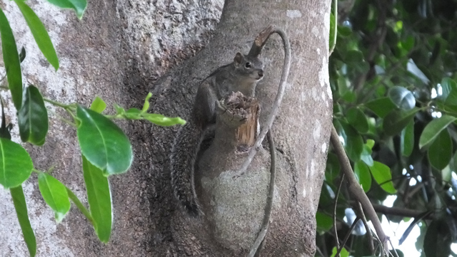 Palm Squirrel