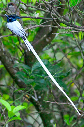 Asian Paradise Flycatcher, Sinharaja Forest 