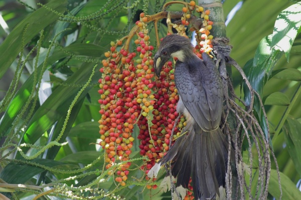 Sri Lanka Grey Hornbill