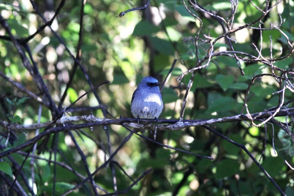 Sri Lanka Dull Blue Flycatcher