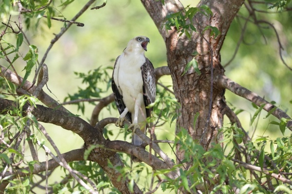 Crested Hawk Eagle (Juvenile)