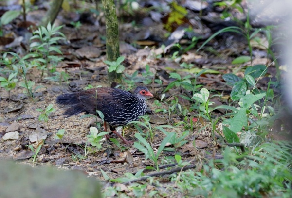 Sri Lanka Spur Fowl