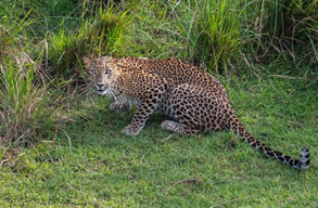 Leopard, Lunugamvehera National Park