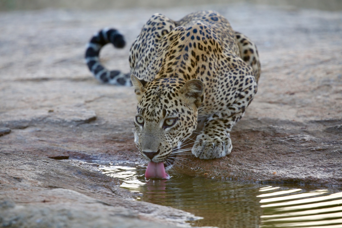 Shankar_Srinivasan_Leopard at the waterhole