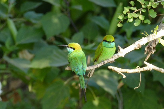 Foto-Lotte---Green-Bee-eater---dagens-fugl-dag-6.jpg