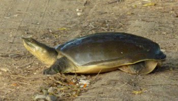 Indian-Flapshell-Turtle.jpg
