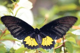 Sri-Lanka-Birdwing.jpg