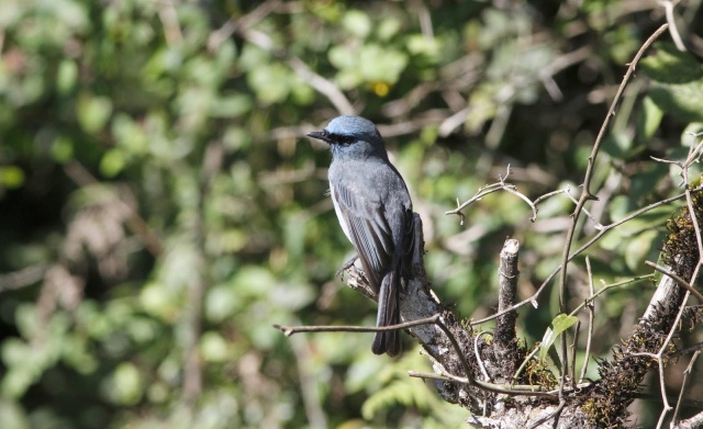 Dull-blue Flycatcher (E)