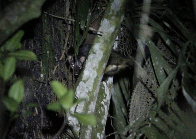 Palm Civet sp.