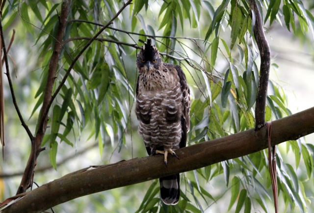 Legge's Hawk-eagle