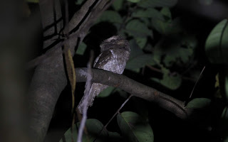 Sri Lanka Frogmouth (male)