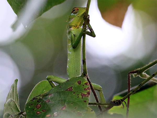 Green Garden Lizard
