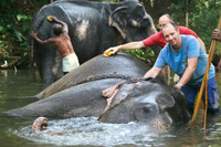 Colin Scott scrubbing and elephant