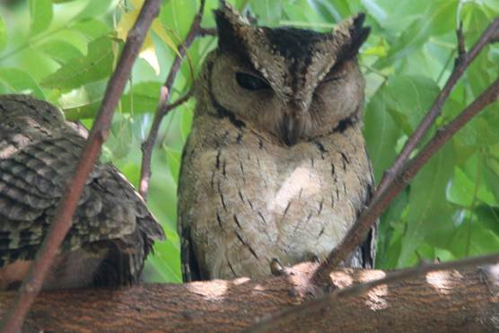 Description: Collared Scops Owl.jpg