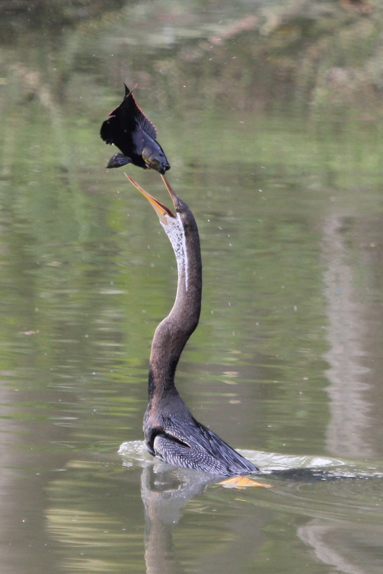 Indian Darter tossing a fish into its mouth