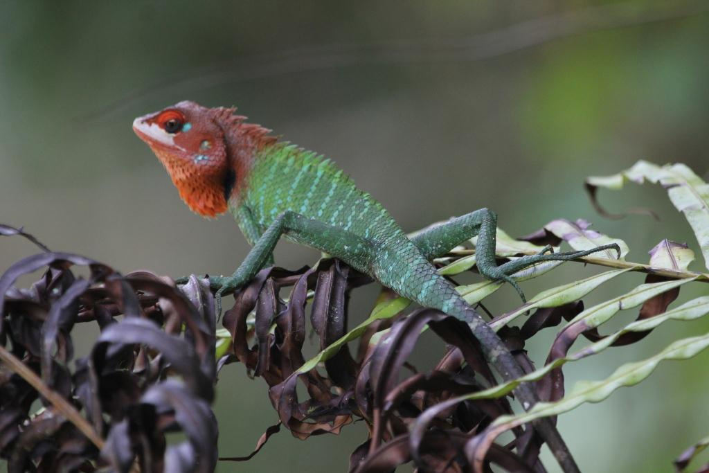 Green Garden Lizard