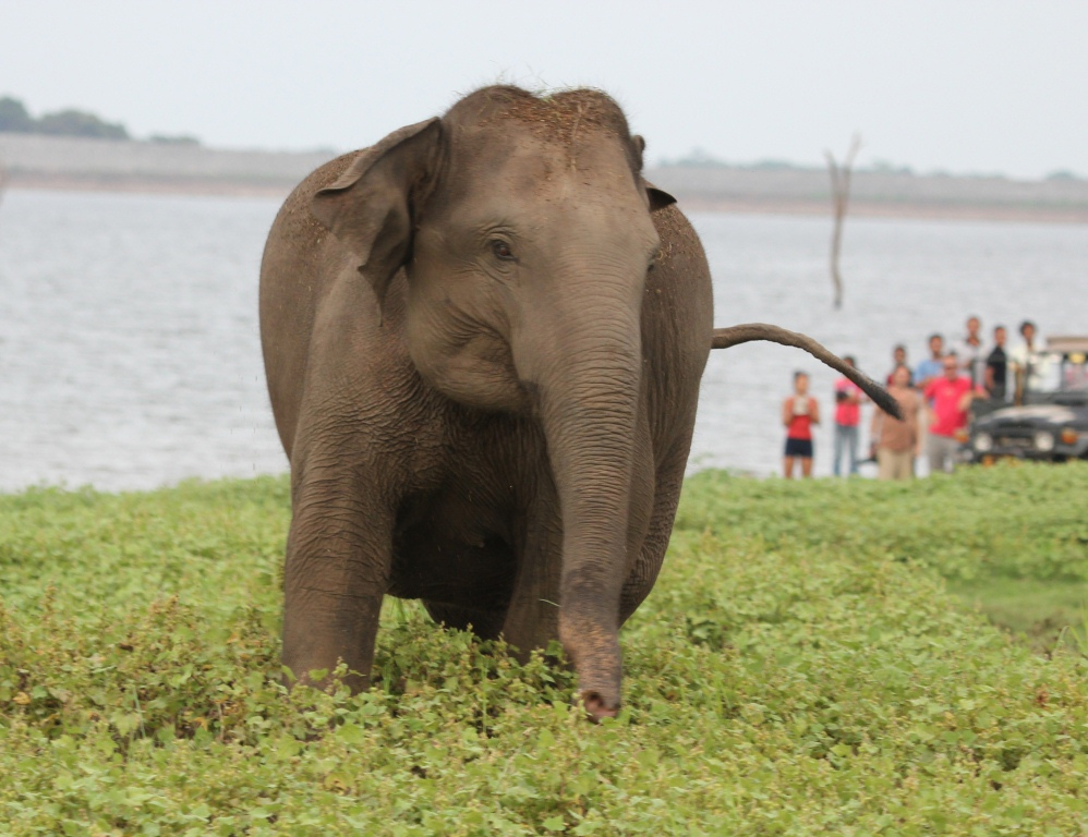 Elephant at Kaudulla National Park