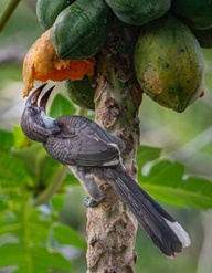Sri Lanka Grey Hornbill feeding Papaya fruit, Kitulgala