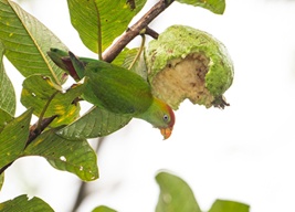 Sri Lanka Hanging Parrot feeding on guava fruit, SInharaja Forrest