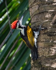 White-naped Flameback Woodpecker, Tissamarahama